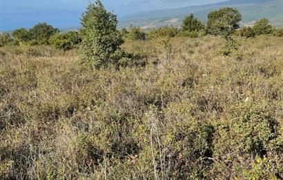 C21 Cius; Bursa/Gemlik Haydariye Köyünde 9.077 M2 Satılık Tarla