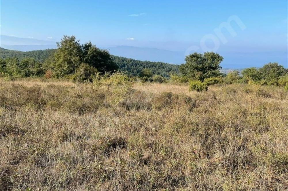 C21 Cius; Bursa/Gemlik Haydariye Köyünde 9.077 M2 Satılık Tarla