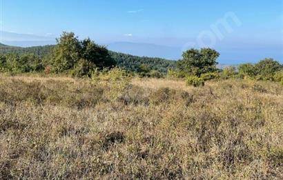 C21 Cius; Bursa/Gemlik Haydariye Köyünde 9.077 M2 Satılık Tarla