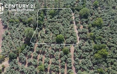 C21 Cius;Engürücükte Dev Yatırımlık 3632m2 Arazi TOGG'a Komşu