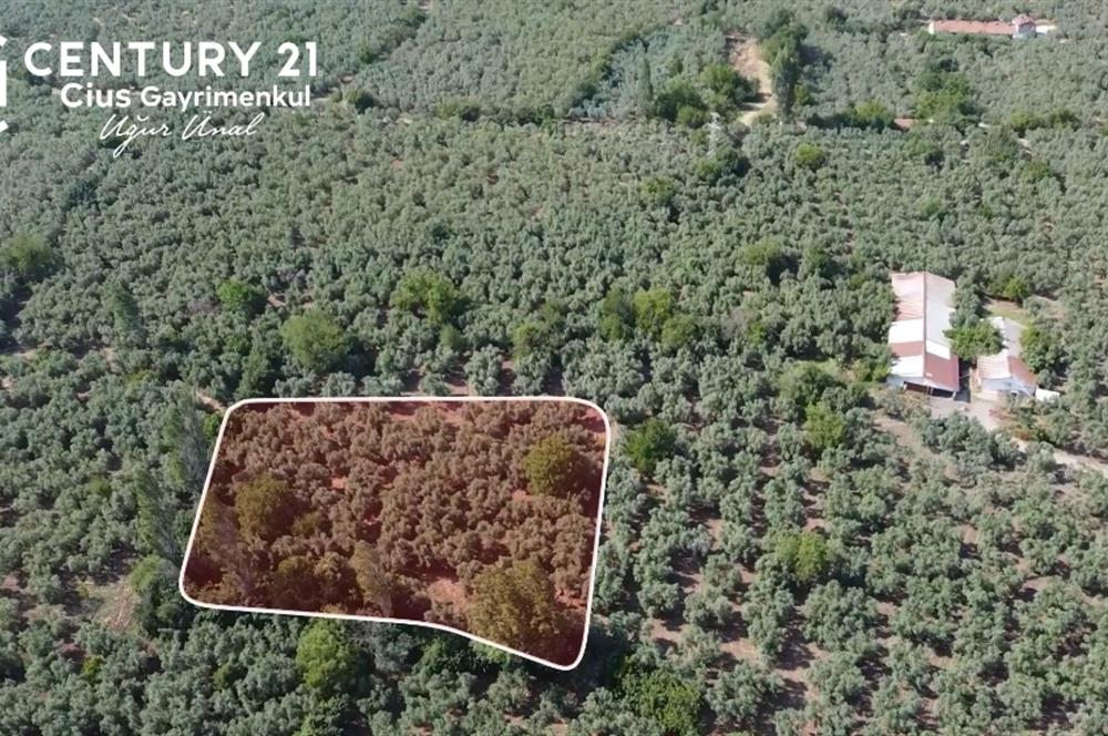 C21 Cius;Engürücükte Dev Yatırımlık 3632m2 Arazi TOGG'a Komşu