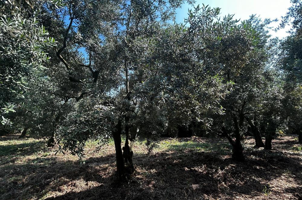C21 Cius;Engürücükte Dev Yatırımlık 3632m2 Arazi TOGG'a Komşu