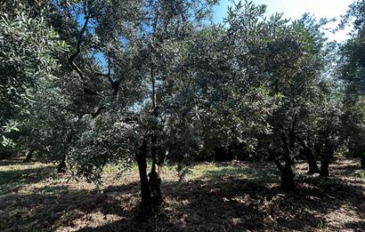 C21 Cius;Engürücükte Dev Yatırımlık 3632m2 Arazi TOGG'a Komşu