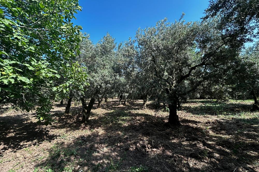 C21 Cius;Engürücükte Dev Yatırımlık 3632m2 Arazi TOGG'a Komşu