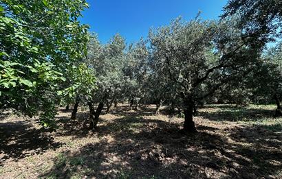 C21 Cius;Engürücükte Dev Yatırımlık 3632m2 Arazi TOGG'a Komşu