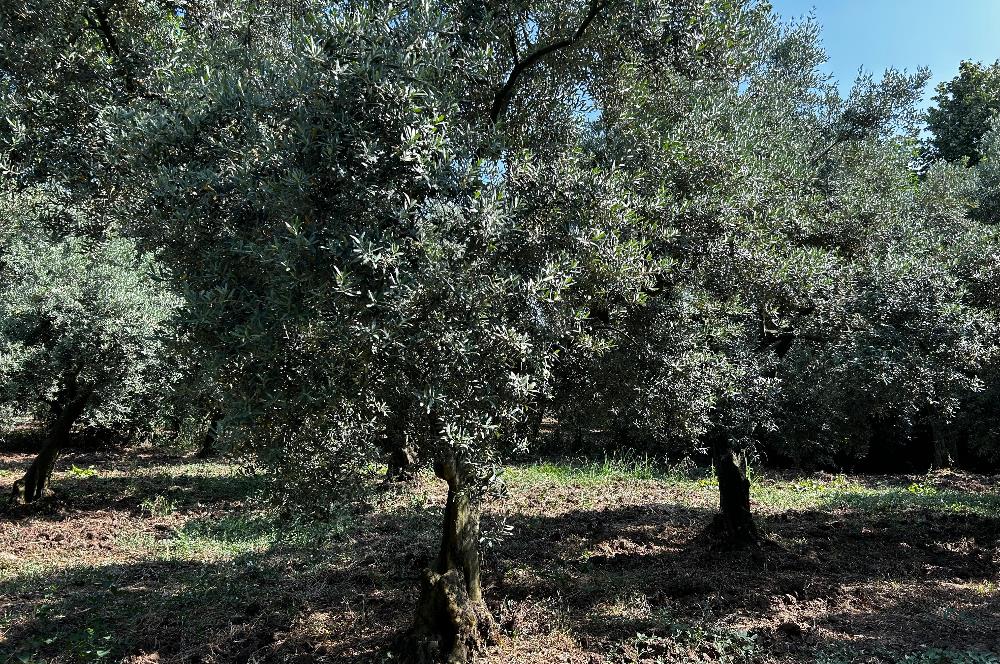 C21 Cius;Engürücükte Dev Yatırımlık 3632m2 Arazi TOGG'a Komşu