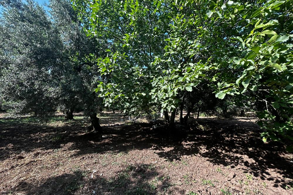C21 Cius;Engürücükte Dev Yatırımlık 3632m2 Arazi TOGG'a Komşu