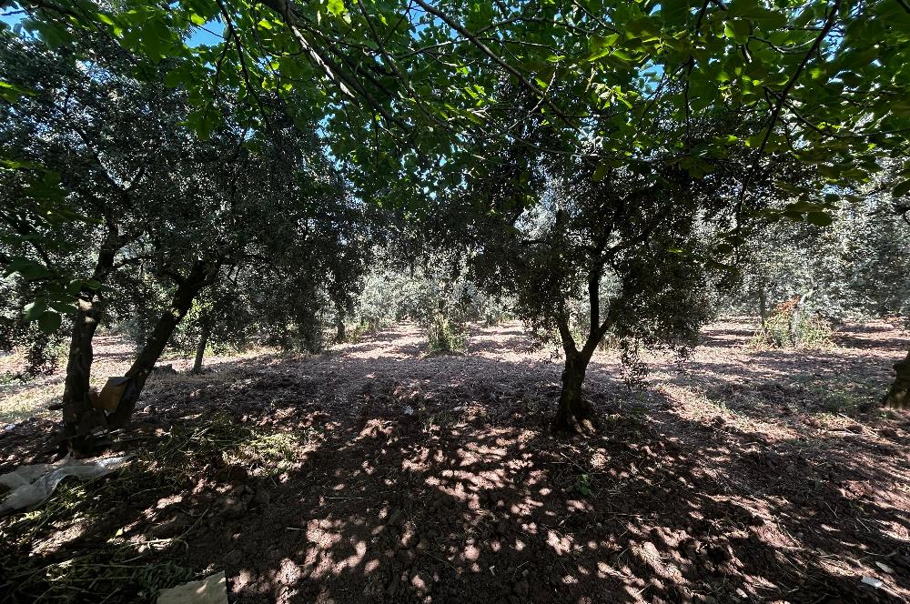 C21 Cius;Engürücükte Dev Yatırımlık 3632m2 Arazi TOGG'a Komşu