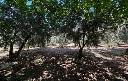 C21 Cius;Engürücükte Dev Yatırımlık 3632m2 Arazi TOGG'a Komşu