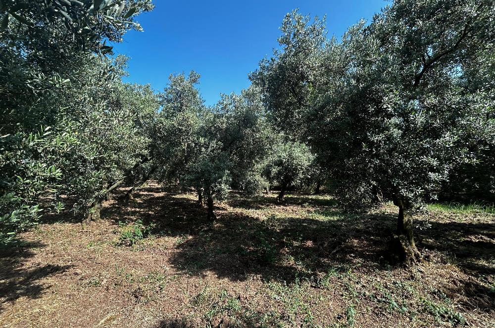 C21 Cius;Engürücükte Dev Yatırımlık 3632m2 Arazi TOGG'a Komşu