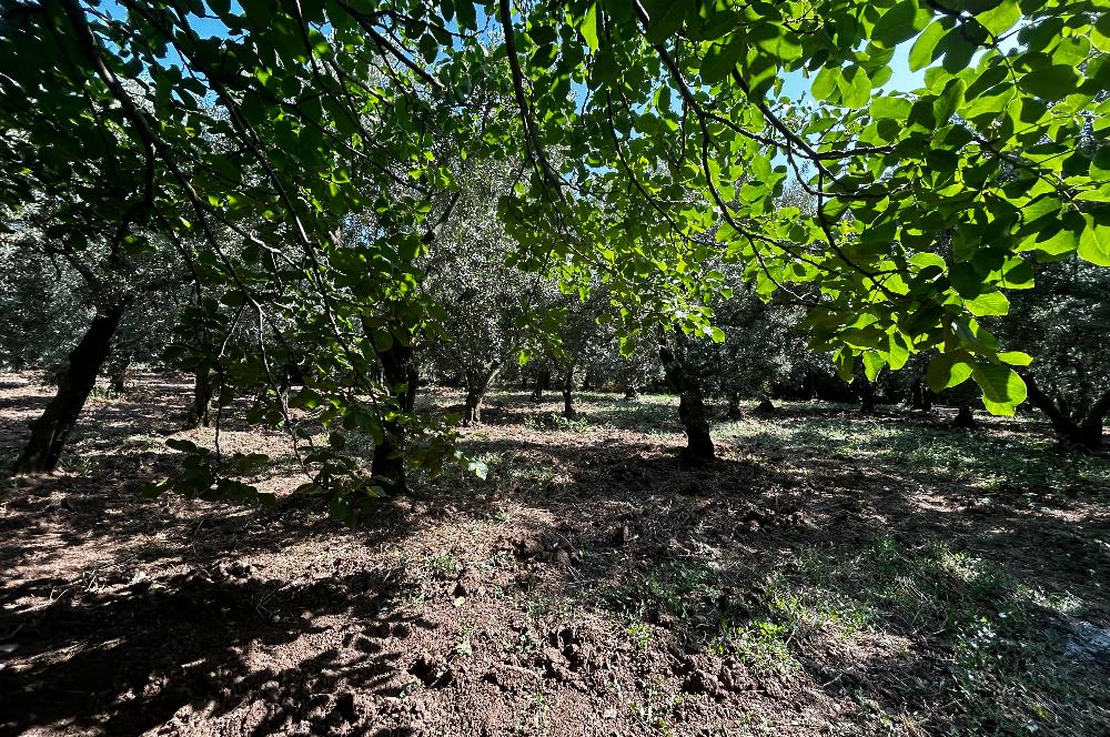 C21 Cius;Engürücükte Dev Yatırımlık 3632m2 Arazi TOGG'a Komşu