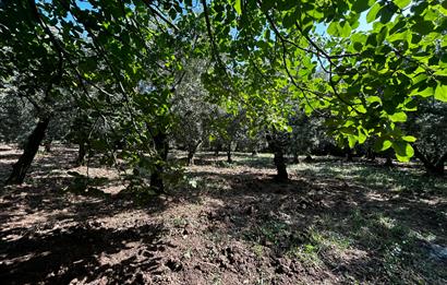 C21 Cius;Engürücükte Dev Yatırımlık 3632m2 Arazi TOGG'a Komşu