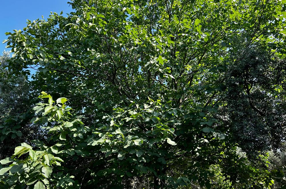 C21 Cius;Engürücükte Dev Yatırımlık 3632m2 Arazi TOGG'a Komşu