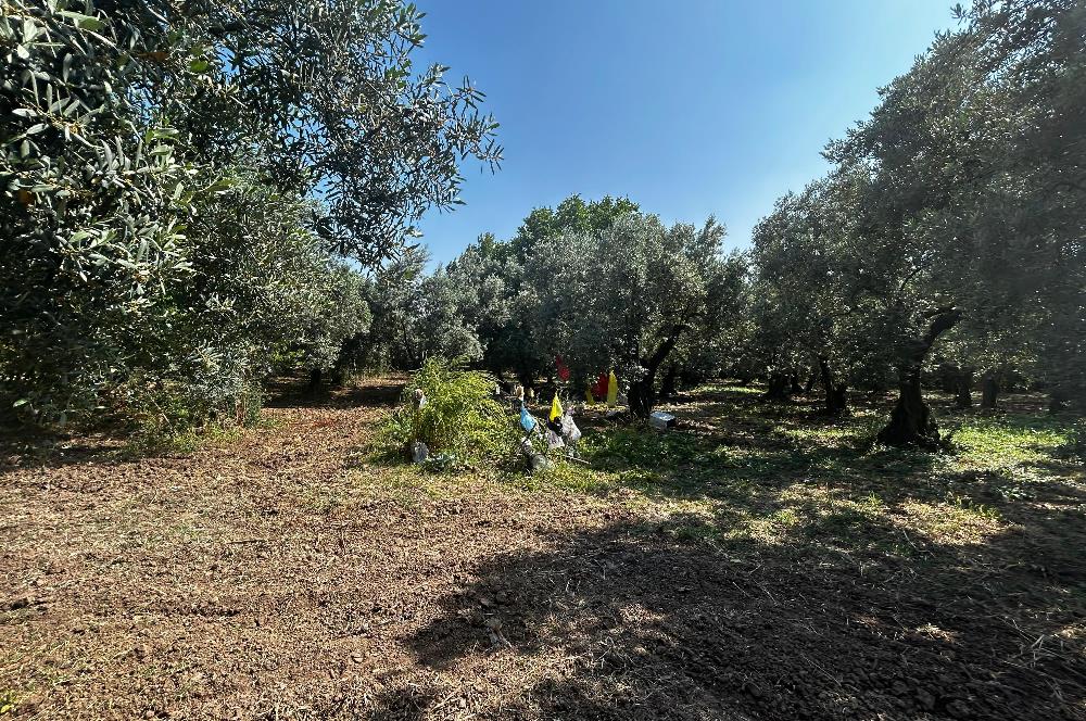 C21 Cius;Engürücükte Dev Yatırımlık 3632m2 Arazi TOGG'a Komşu