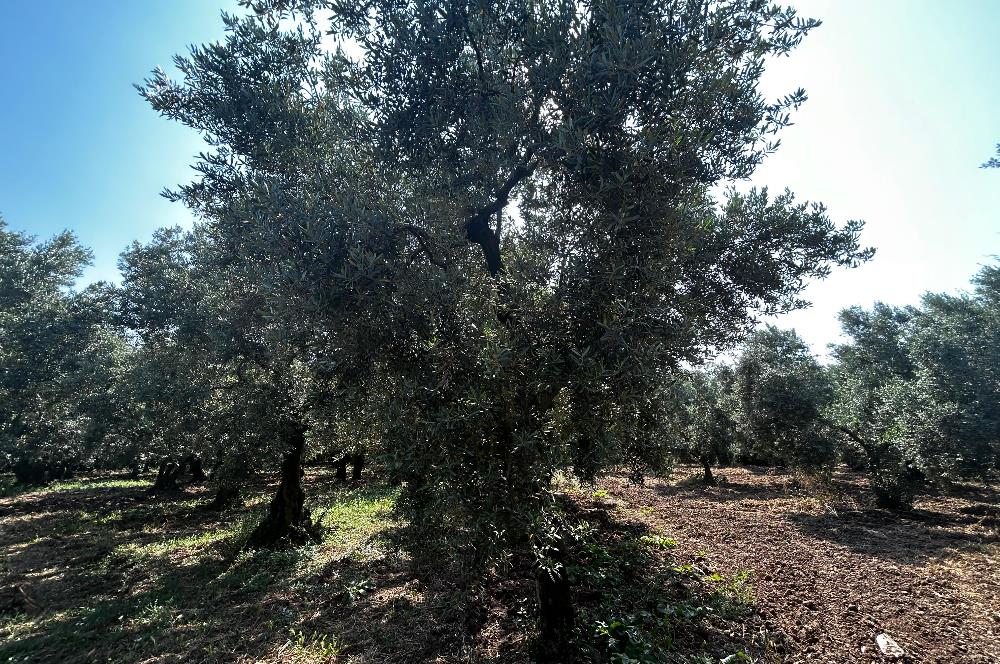 C21 Cius;Engürücükte Dev Yatırımlık 3632m2 Arazi TOGG'a Komşu