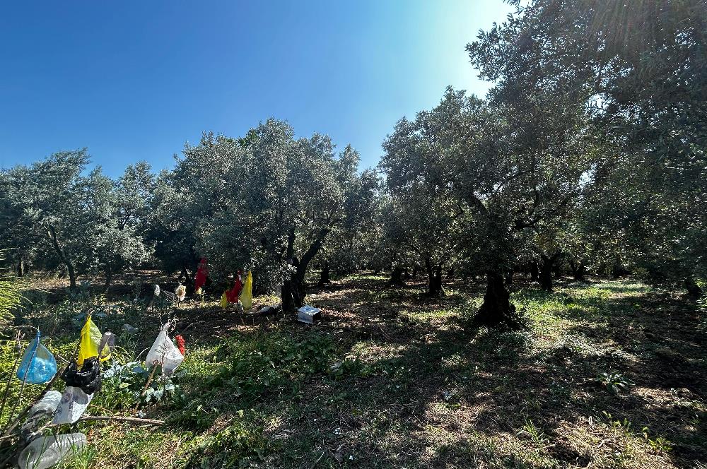 C21 Cius;Engürücükte Dev Yatırımlık 3632m2 Arazi TOGG'a Komşu
