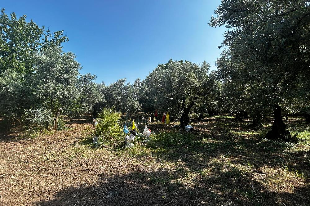 C21 Cius;Engürücükte Dev Yatırımlık 3632m2 Arazi TOGG'a Komşu