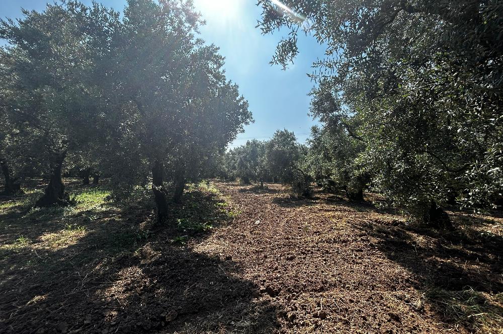 C21 Cius;Engürücükte Dev Yatırımlık 3632m2 Arazi TOGG'a Komşu