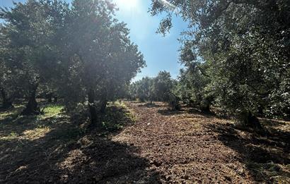C21 Cius;Engürücükte Dev Yatırımlık 3632m2 Arazi TOGG'a Komşu