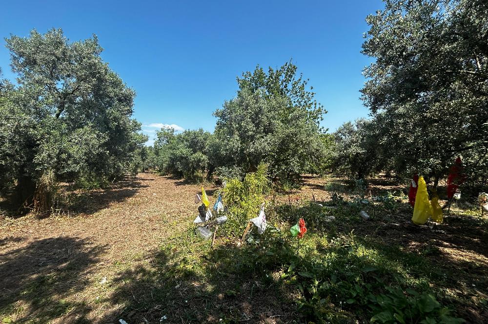 C21 Cius;Engürücükte Dev Yatırımlık 3632m2 Arazi TOGG'a Komşu