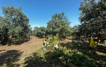 C21 Cius;Engürücükte Dev Yatırımlık 3632m2 Arazi TOGG'a Komşu