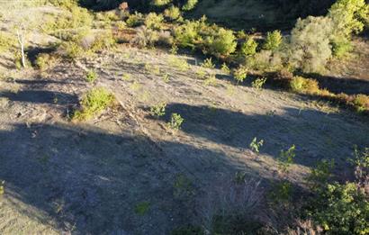 SULTANİYE'DE İMARIN DİBİNDE FIRSAT TARLA