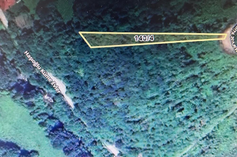 RİZE PAZAR ORTAYOL (MELESKUR) KÖYÜ YOLA CEPHELİ FINDIK BAHÇESİ