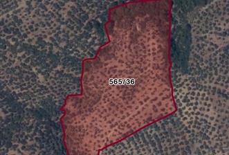 EDREMİT ÇAMLIBELDE 32.827M² ZEYTİNLİK GELECEĞE DEĞERLİ YATIRIM