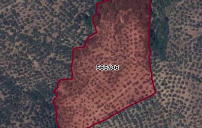 EDREMİT ÇAMLIBELDE 32.827M² ZEYTİNLİK GELECEĞE DEĞERLİ YATIRIM