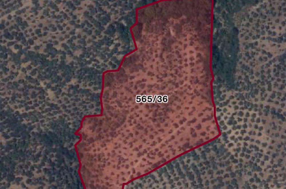 EDREMİT ÇAMLIBELDE 32.827M² ZEYTİNLİK GELECEĞE DEĞERLİ YATIRIM