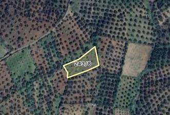 BALIKESİR HAVRAN TEPEOBA KÖYÜNDE ULAŞIMI KOLAY SATILIK ZEYTİNLİK