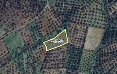 BALIKESİR HAVRAN TEPEOBA KÖYÜNDE ULAŞIMI KOLAY SATILIK ZEYTİNLİK