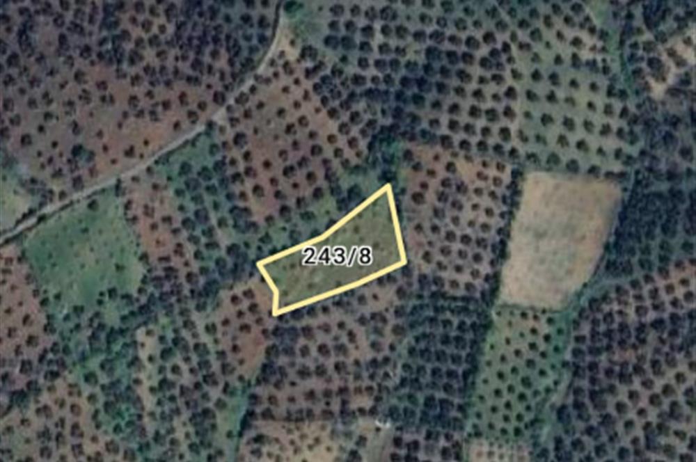 BALIKESİR HAVRAN TEPEOBA KÖYÜNDE ULAŞIMI KOLAY SATILIK ZEYTİNLİK