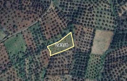BALIKESİR HAVRAN TEPEOBA KÖYÜNDE ULAŞIMI KOLAY SATILIK ZEYTİNLİK