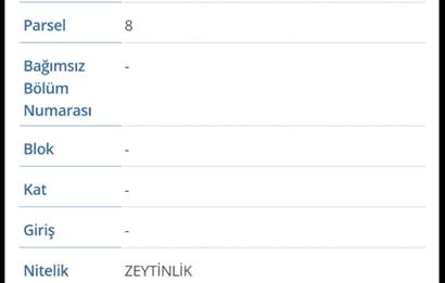 BALIKESİR HAVRAN TEPEOBA KÖYÜNDE ULAŞIMI KOLAY SATILIK ZEYTİNLİK