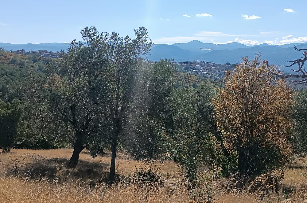 BALIKESİR HAVRAN TEPEOBA KÖYÜNDE ULAŞIMI KOLAY SATILIK ZEYTİNLİK