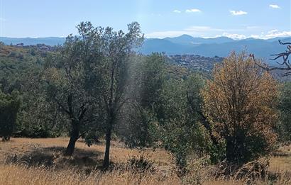 BALIKESİR HAVRAN TEPEOBA KÖYÜNDE ULAŞIMI KOLAY SATILIK ZEYTİNLİK