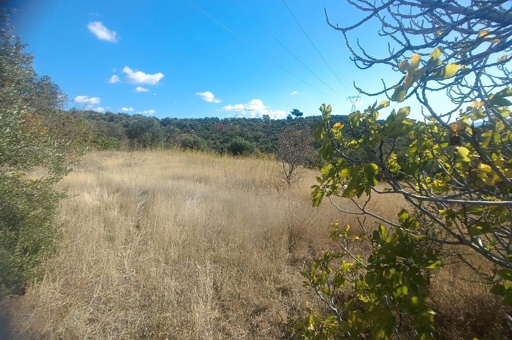 BALIKESİR HAVRAN TEPEOBA KÖYÜNDE ULAŞIMI KOLAY SATILIK ZEYTİNLİK