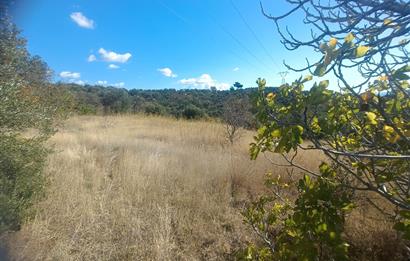 BALIKESİR HAVRAN TEPEOBA KÖYÜNDE ULAŞIMI KOLAY SATILIK ZEYTİNLİK