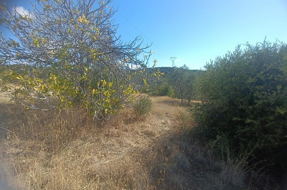 BALIKESİR HAVRAN TEPEOBA KÖYÜNDE ULAŞIMI KOLAY SATILIK ZEYTİNLİK