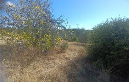 BALIKESİR HAVRAN TEPEOBA KÖYÜNDE ULAŞIMI KOLAY SATILIK ZEYTİNLİK