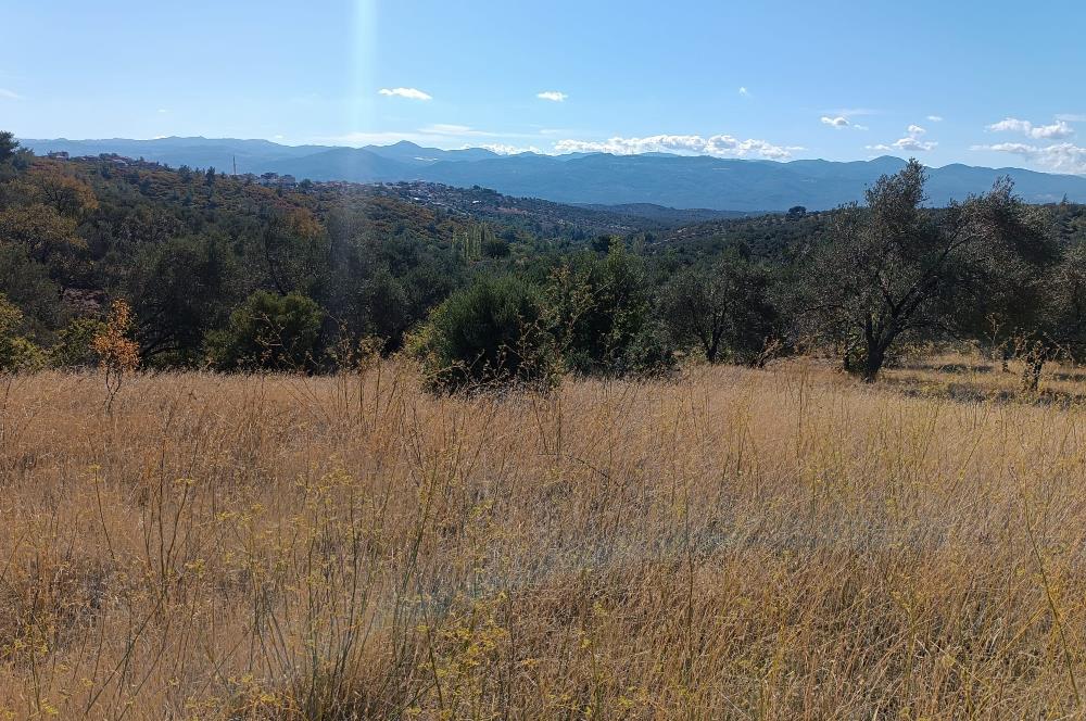 BALIKESİR HAVRAN TEPEOBA KÖYÜNDE ULAŞIMI KOLAY SATILIK ZEYTİNLİK