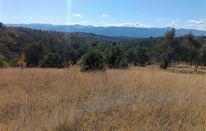 BALIKESİR HAVRAN TEPEOBA KÖYÜNDE ULAŞIMI KOLAY SATILIK ZEYTİNLİK