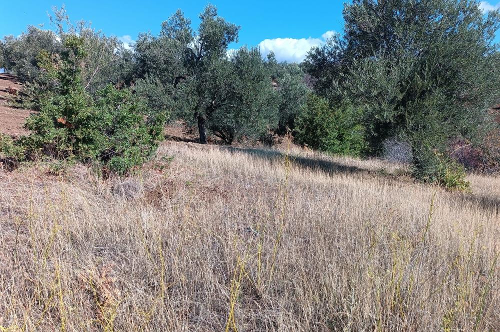 BALIKESİR HAVRAN TEPEOBA KÖYÜNDE ULAŞIMI KOLAY SATILIK ZEYTİNLİK