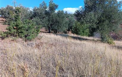 BALIKESİR HAVRAN TEPEOBA KÖYÜNDE ULAŞIMI KOLAY SATILIK ZEYTİNLİK