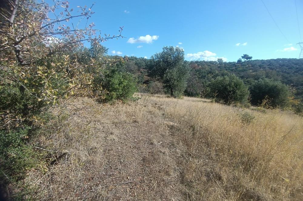 BALIKESİR HAVRAN TEPEOBA KÖYÜNDE ULAŞIMI KOLAY SATILIK ZEYTİNLİK