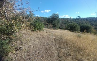 BALIKESİR HAVRAN TEPEOBA KÖYÜNDE ULAŞIMI KOLAY SATILIK ZEYTİNLİK