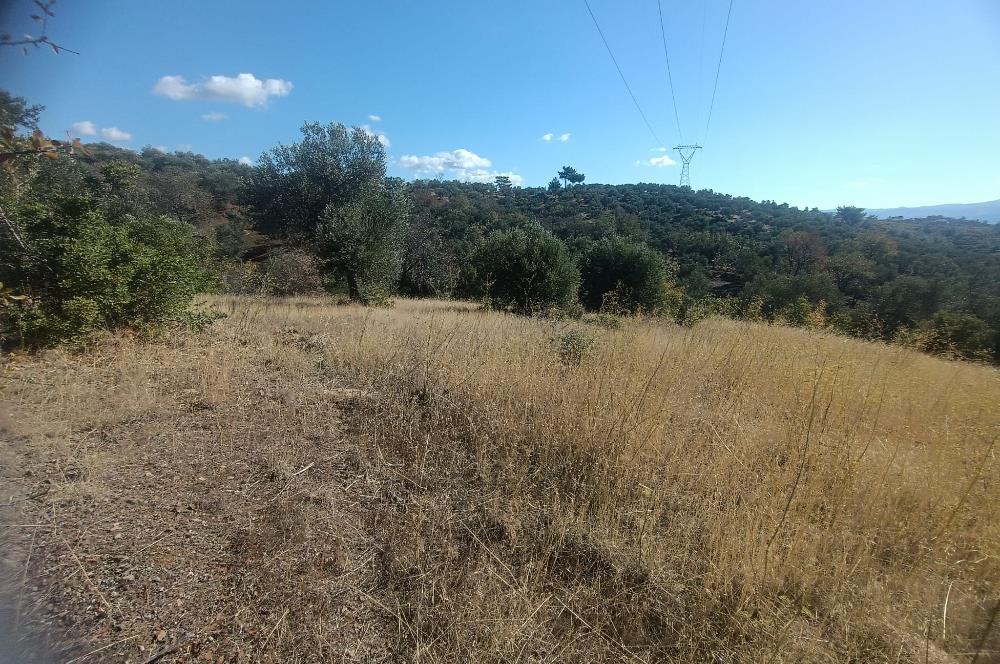 BALIKESİR HAVRAN TEPEOBA KÖYÜNDE ULAŞIMI KOLAY SATILIK ZEYTİNLİK