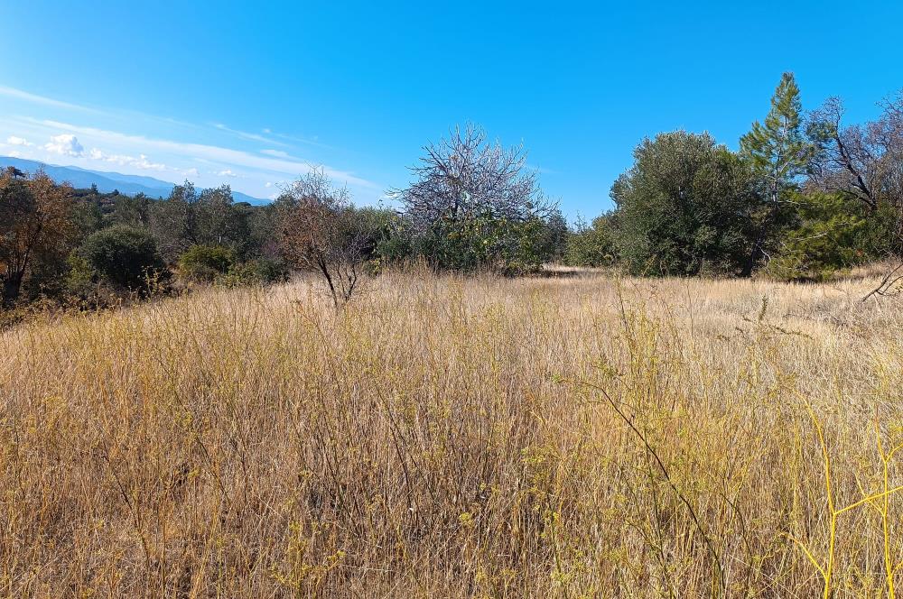BALIKESİR HAVRAN TEPEOBA KÖYÜNDE ULAŞIMI KOLAY SATILIK ZEYTİNLİK