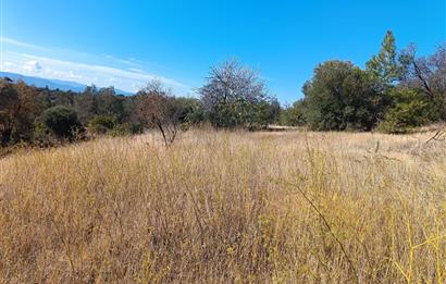 BALIKESİR HAVRAN TEPEOBA KÖYÜNDE ULAŞIMI KOLAY SATILIK ZEYTİNLİK